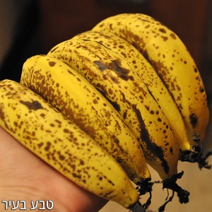 בננות אורגניות לא מובחלות -החל מ-1 ק"ג, הנחות לכמויות