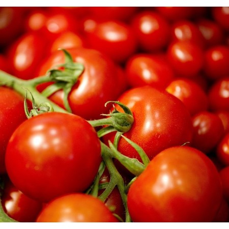 עגבניה אורגנית - אשכולות