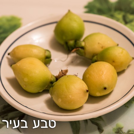 תפוח הורד - ללא ריסוס