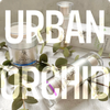 סדרת URBAN ORCHID