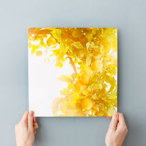 הדפסה איכותית של תמונות עם למינציה