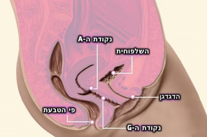 'A-Mazing 2' של סטיספייר ויברטור לגירוי נק ה A
