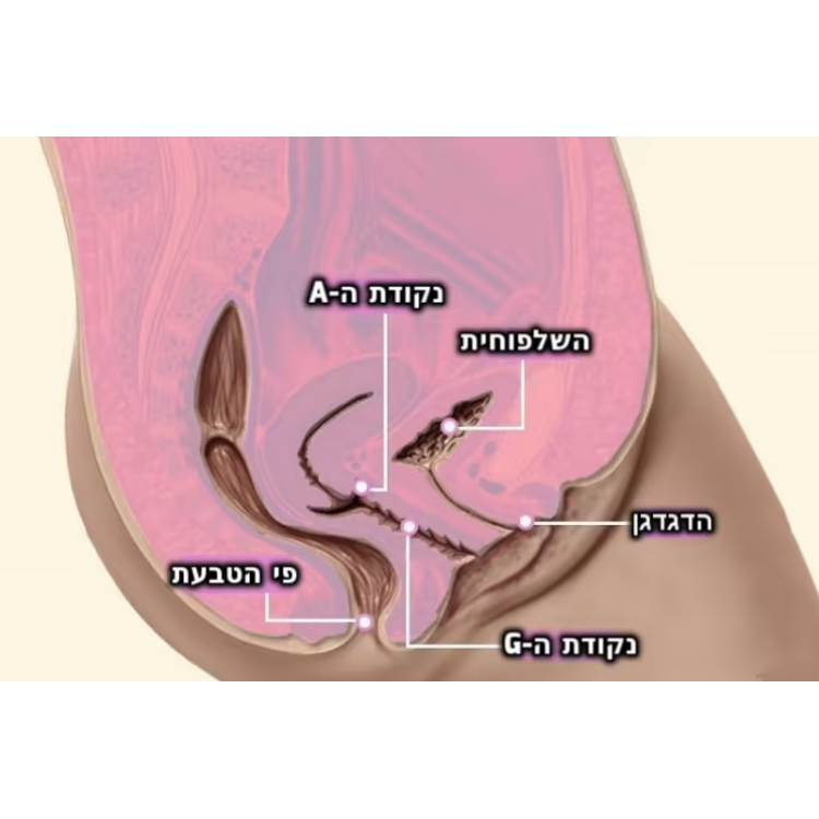 ויברטור לגירוי נק' ה A-א-מייזינג 2