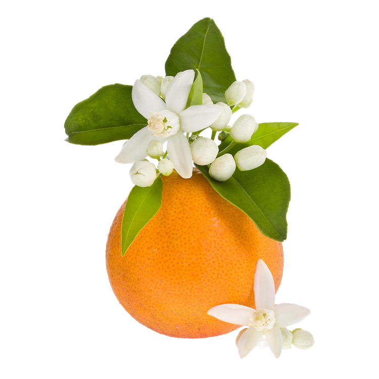 נר עיסוי בניחוח פריחת הדרים אביבית