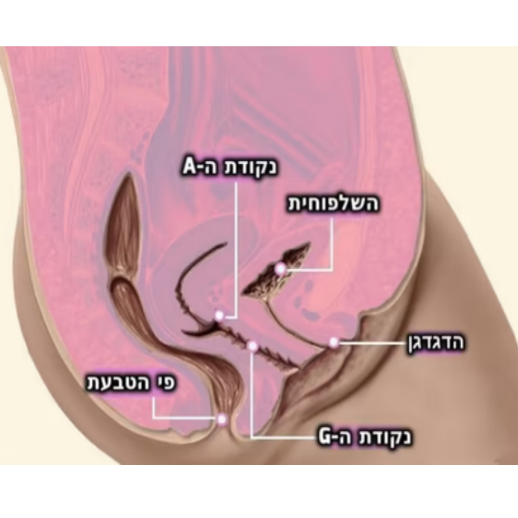 ויברטור לחדירה לגירוי נקודת האיי A-Mazing 2